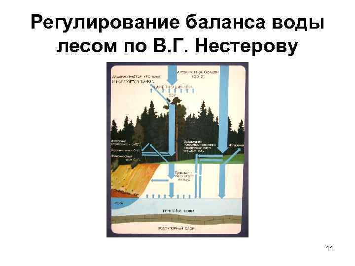 Регулирование баланса воды  лесом по В. Г. Нестерову     