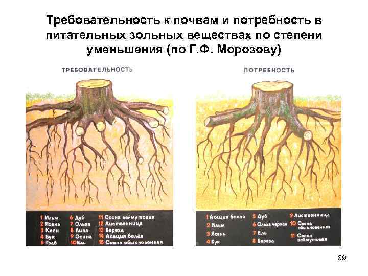 Требовательность к почвам и потребность в питательных зольных веществах по степени  уменьшения (по