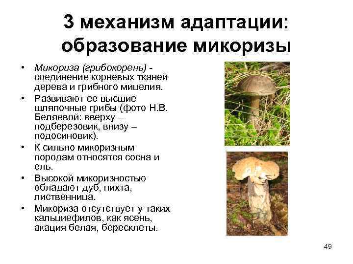   3 механизм адаптации:   образование микоризы • Микориза (грибокорень) - 