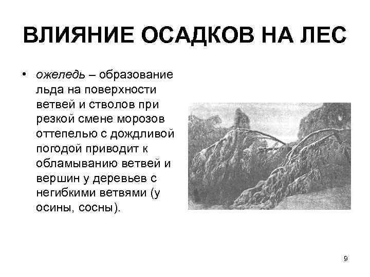 ВЛИЯНИЕ ОСАДКОВ НА ЛЕС • ожеледь – образование  льда на поверхности  ветвей