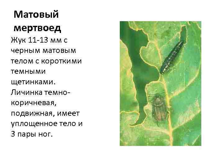 Матовый мертвоед Жук 11 -13 мм с черным матовым телом с короткими темными щетинками.