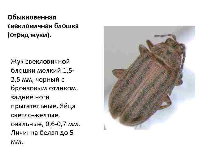 Обыкновенная свекловичная блошка (отряд жуки). Жук свекловичной блошки мелкий 1, 52, 5 мм, черный