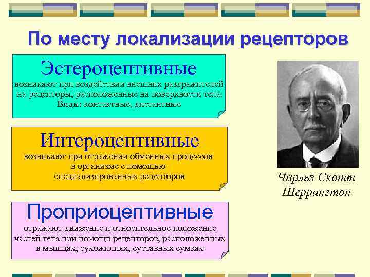 По месту локализации рецепторов Эстероцептивные возникают при воздействии внешних раздражителей на рецепторы, расположенные на