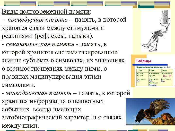 Виды долговременной памяти: - процедурная память – память, в которой хранятся связи между стимулами