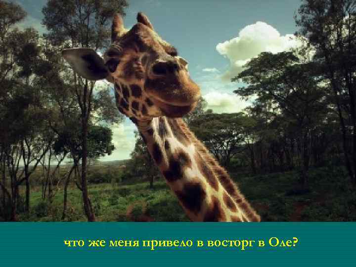что же меня привело в восторг в Оле? 