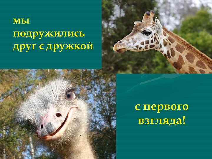 мы подружились друг с дружкой с первого взгляда! 