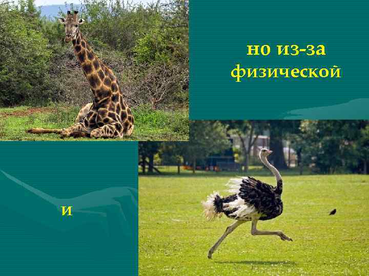 но из-за физической и 