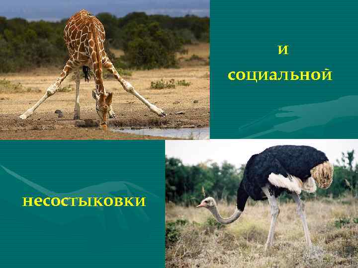 и социальной несостыковки 