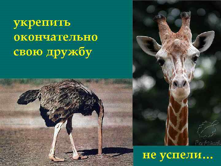 укрепить окончательно свою дружбу не успели… 