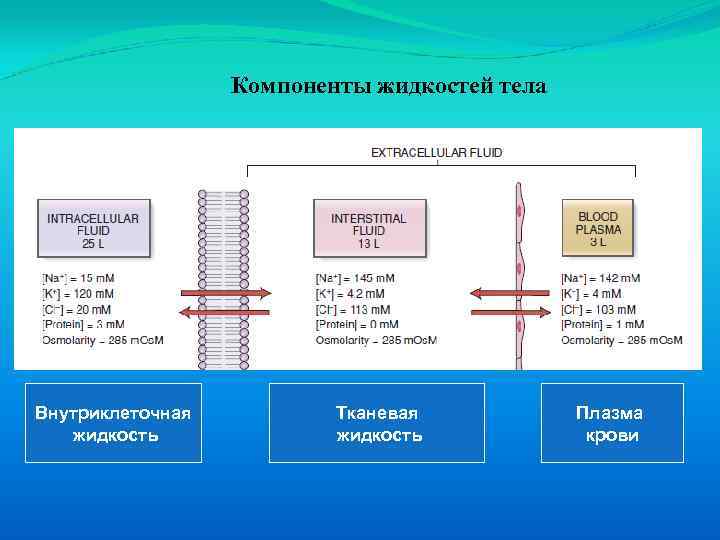  Компоненты жидкостей тела Внутриклеточная Тканевая Плазма жидкость крови 