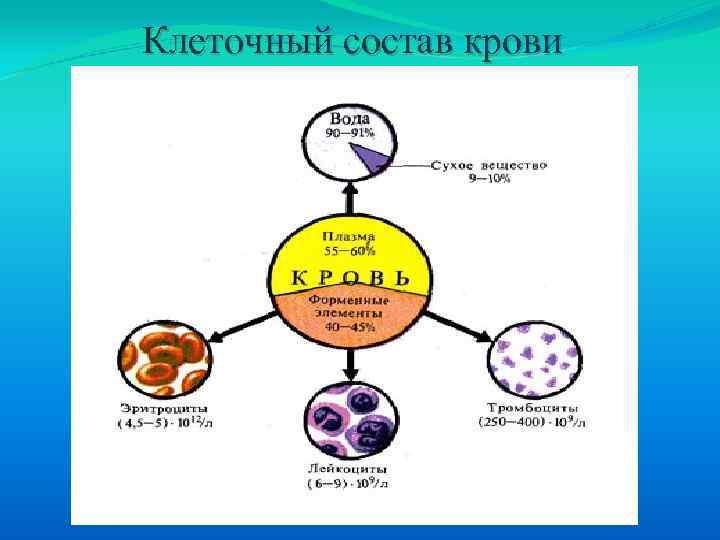 Клеточный состав крови 