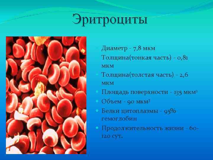 Эритроциты больше 6. Размер эритроцита человека в мкм. Размер эритроцита. Размер эритроцита человека. Диаметр эритроцита человека.