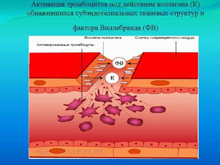  Активация тромбоцитов под действием коллагена (К) обнажившихся субэндотелиальных тканевых структур и фактора Виллебранда