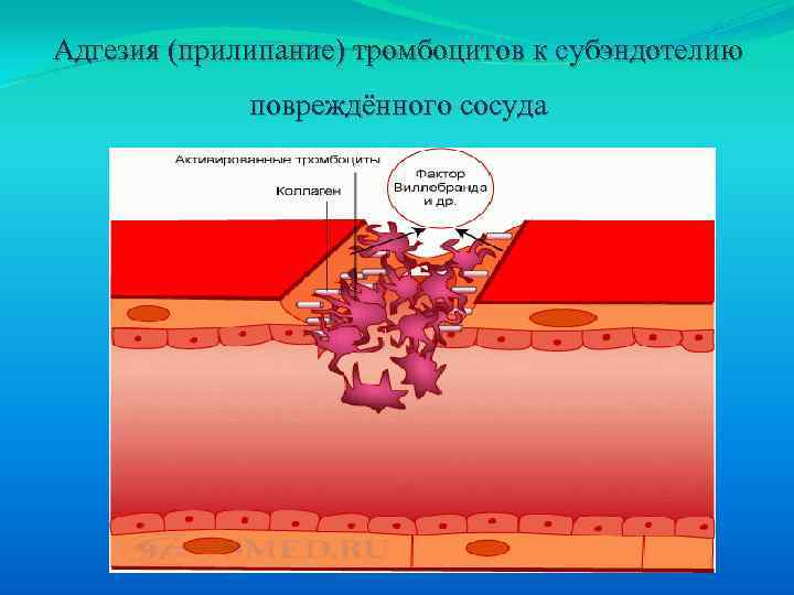 Адгезия (прилипание) тромбоцитов к субэндотелию повреждённого сосуда 