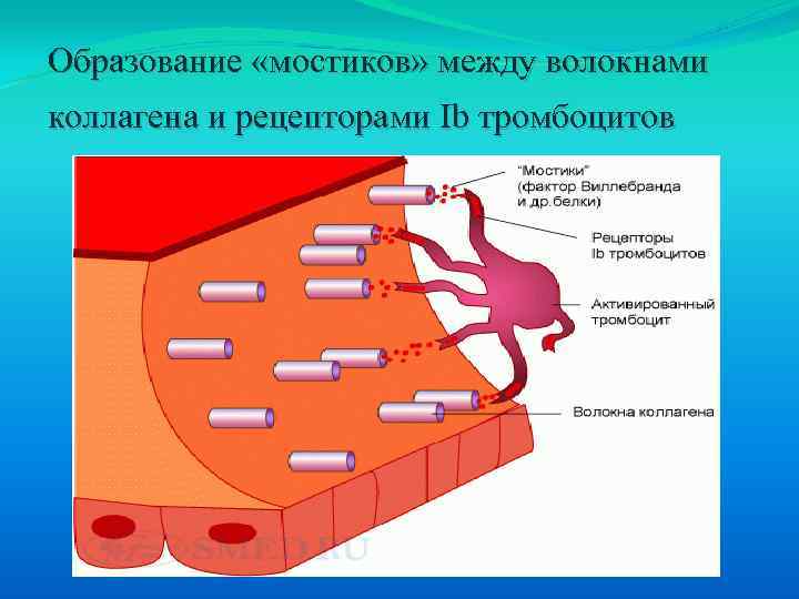 Образование «мостиков» между волокнами коллагена и рецепторами Ib тромбоцитов 