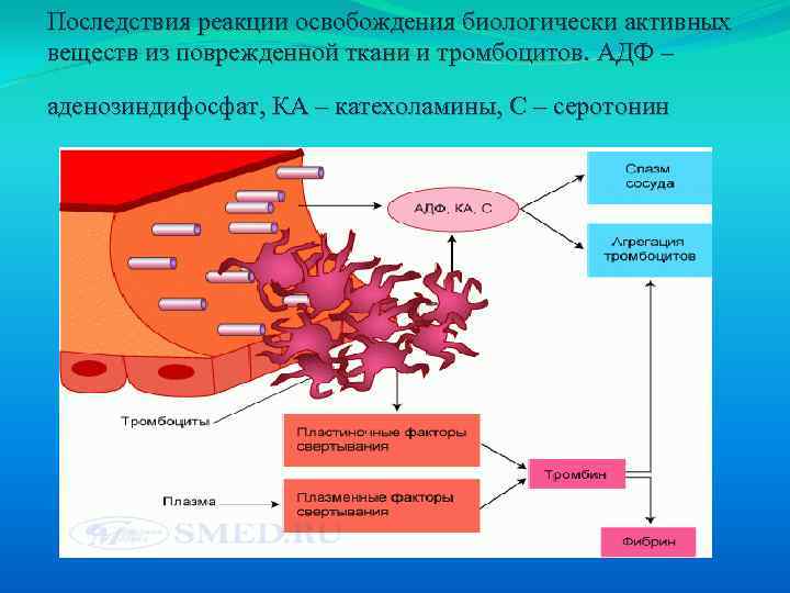 Последствия реакции освобождения биологически активных веществ из поврежденной ткани и тромбоцитов. АДФ – аденозиндифосфат,