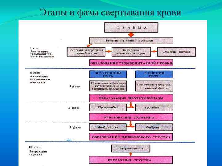 Этапы и фазы свертывания крови 