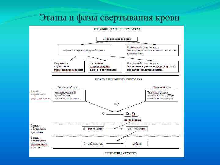 Рассмотрите рисунок на котором представлена схема свертывания крови