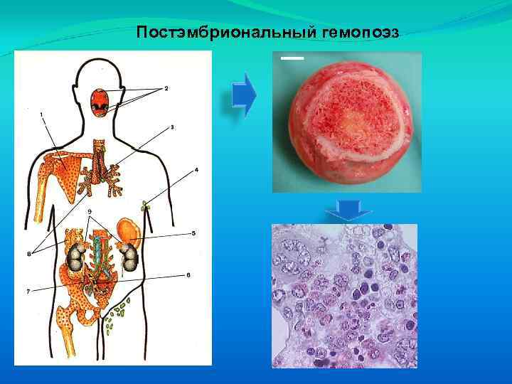 Постэмбриональный гемопоэз 