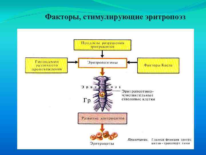 Факторы, стимулирующие эритропоэз 