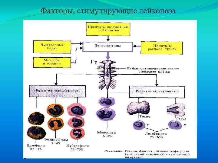 Факторы, стимулирующие лейкопоэз 