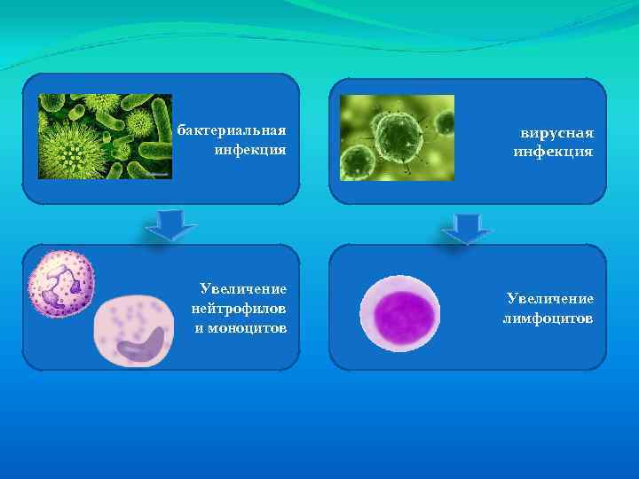 бактериальная вирусная инфекция Увеличение нейтрофилов лимфоцитов и моноцитов 