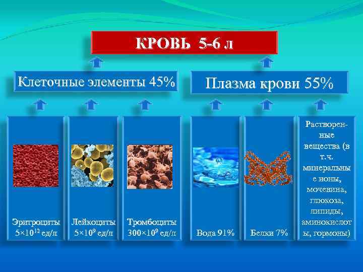  КРОВЬ 5 -6 л Клеточные элементы 45% Плазма крови 55% Растворен- ные вещества