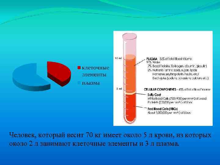 Человек, который весит 70 кг имеет около 5 л крови, из которых около 2