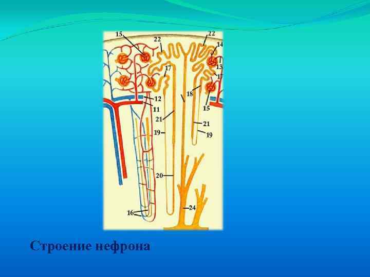 Рассмотрите рисунок строения нефрона под цифрой 1