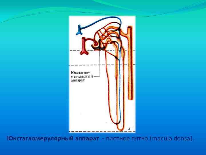 Юкстагломерулярный аппарат - плотное пятно (macula densa). 