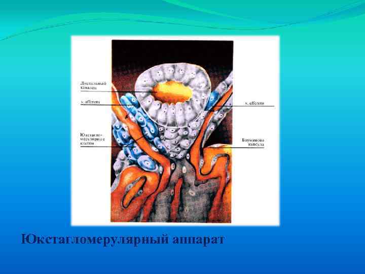 Юкстагломерулярный аппарат 