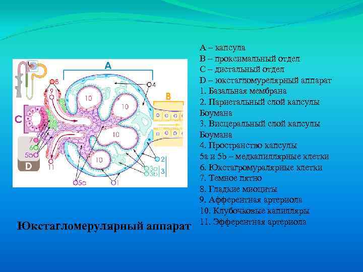 Юкстагломерулярный аппарат A – капсула B – проксимальный отдел C – дистальный отдел D