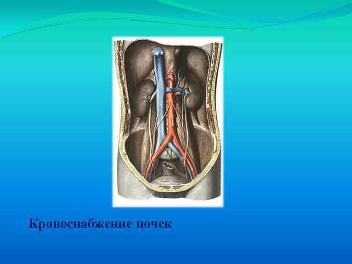 Кровоснабжение почек 