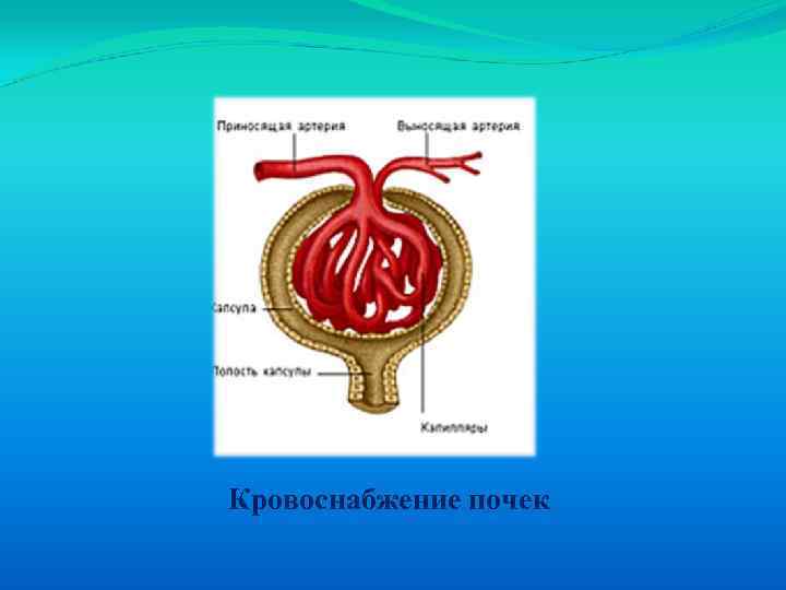 Кровоснабжение почек 