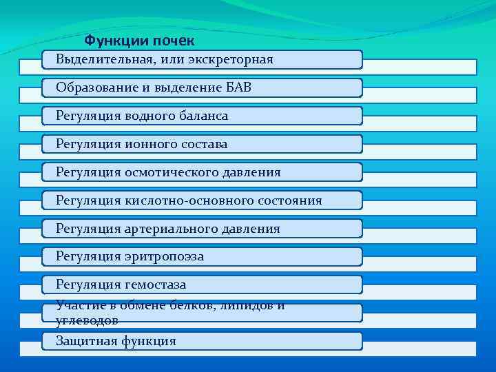 Функции почек Выделительная, или экскреторная Образование и выделение БАВ Регуляция водного баланса Регуляция ионного