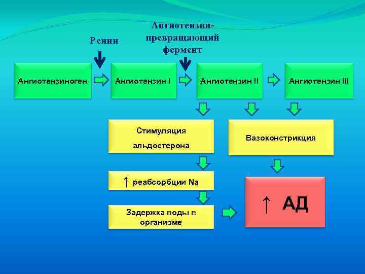 Ренин Ангиотензиноген Ангиотензинпревращающий фермент Ангиотензин I Стимуляция альдостерона Ангиотензин III Вазоконстрикция ↑ реабсорбции Na