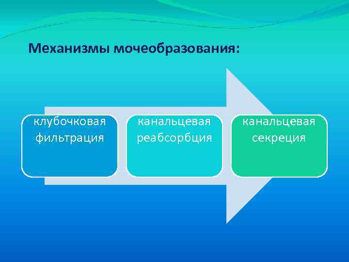 Механизмы мочеобразования: клубочковая фильтрация канальцевая реабсорбция канальцевая секреция 