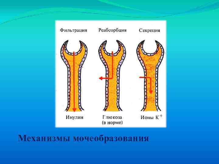 Механизмы мочеобразования 