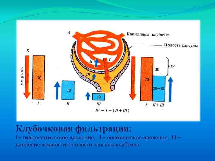 Фильтрационная мембрана почки схема