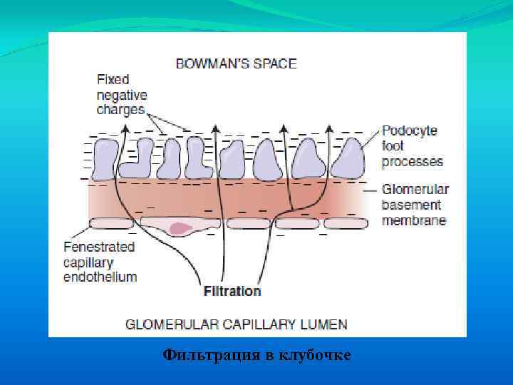 Фильтрация в клубочке 