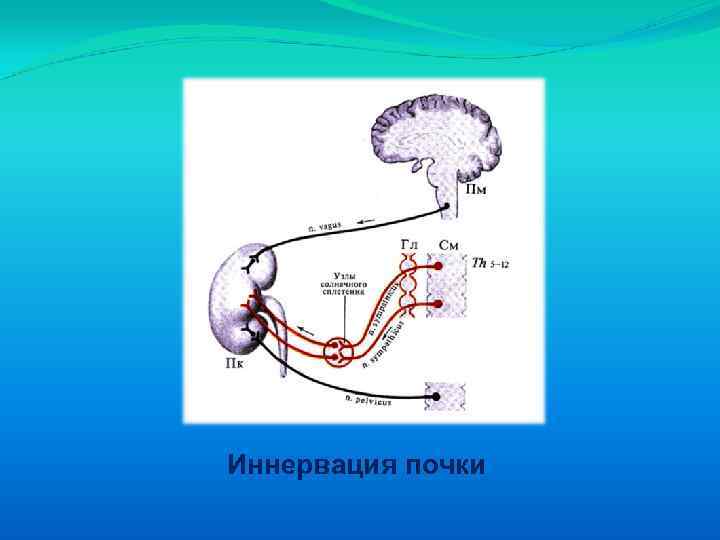 Иннервация почки 