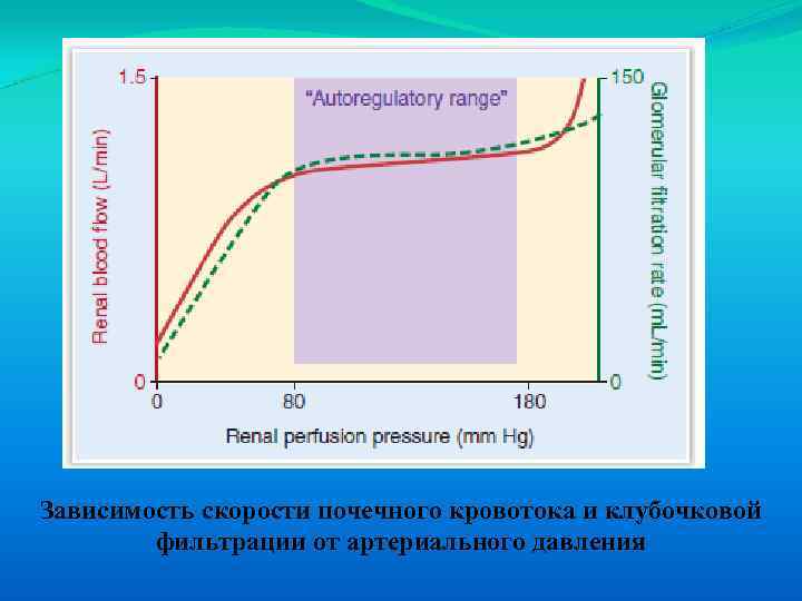 Зависимость скорости почечного кровотока и клубочковой фильтрации от артериального давления 