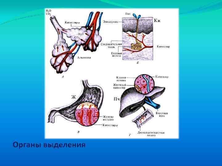 Органы выделения 