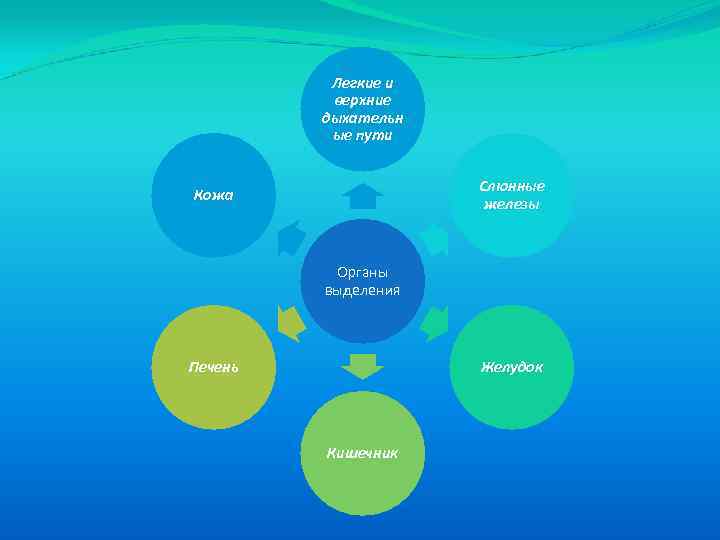 Легкие и верхние дыхательн ые пути Слюнные железы Кожа Органы выделения Печень Желудок Кишечник