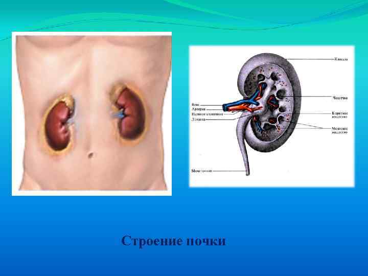 Строение почки 