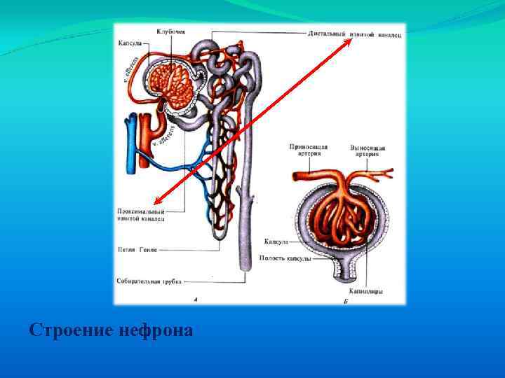 В капсуле нефрона происходит образование. Капсула нефрона анатомия. Нефрон почки. Схема нефрона анатомия. Функция капсулы нефрона почки.