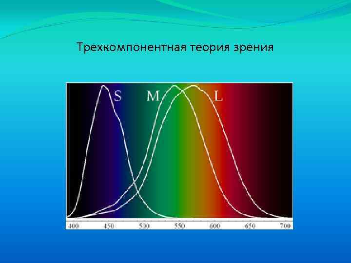 Теории зрения