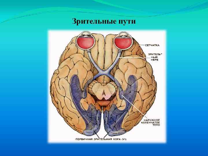 Зрительная система. Зрительная система человека. Зрительный путь. Пути зрительной сенсорной системы. Зрительный нерв строение и функции таблица.
