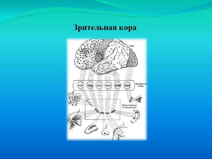 Зрительная кора 