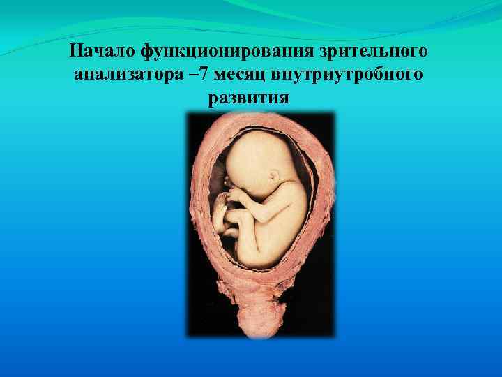Начало функционирования зрительного анализатора – 7 месяц внутриутробного развития 